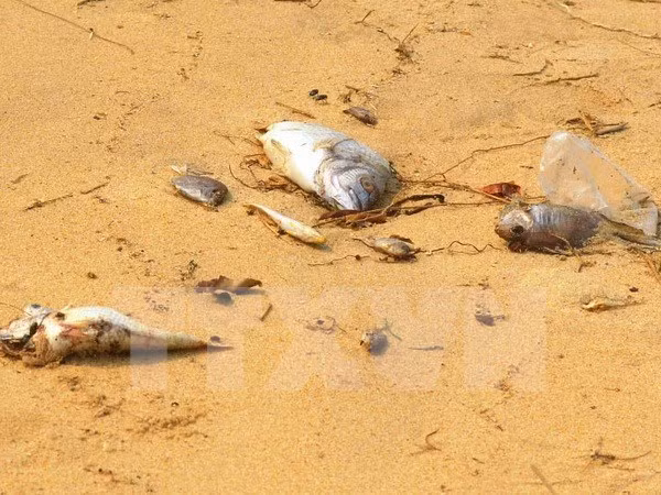 Hécatombe de poissons : la cause identifiée ảnh 1