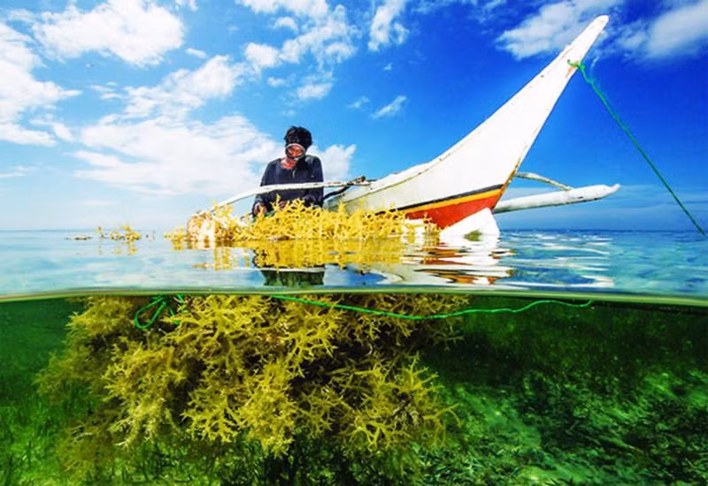 Le Vietnam vise une production de 500.000 tonnes d’algues d’ici 2030 ảnh 1