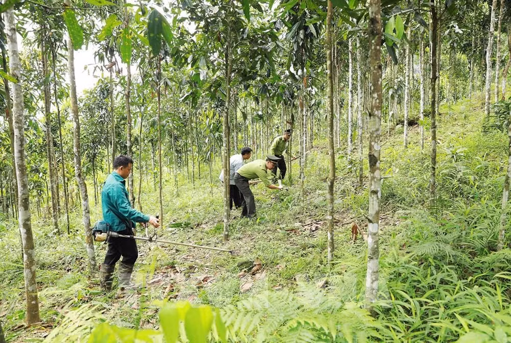 La surface boisée totale du Vietnam atteindra environ un million d'hectares d’ici 2030 ảnh 1