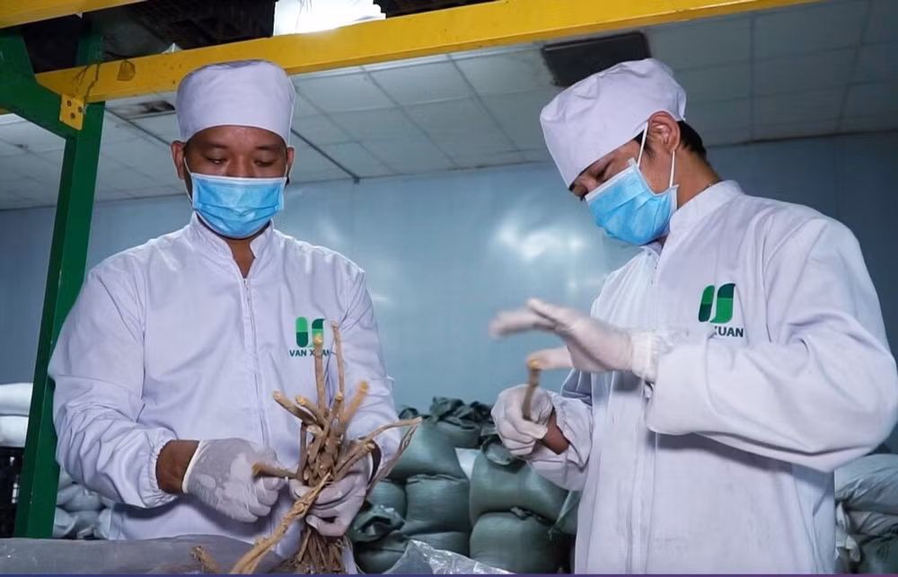 Valoriser les plantes médicinales dans le traitement des maladies ảnh 1