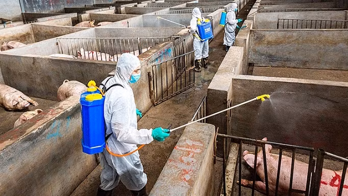 La FAO et l'OIE soutiennent le Vietnam dans sa lutte contre les épidémies de peste porcine africaine ảnh 1 La FAO et l'OIE soutiennent le Vietnam dans sa lutte contre les épidémies de peste porcine africaine ảnh 1