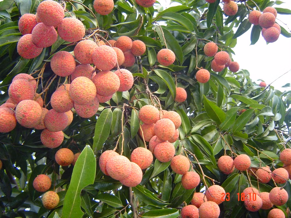 Les producteurs de litchis "thieu" de Bac Giang cherchent à mieux exporter ảnh 1