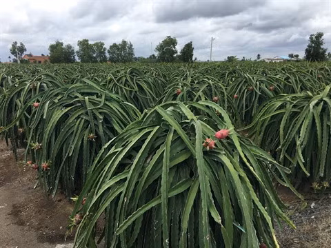 Le marché horticole, un secteur clé pour les exportations du pays ảnh 1