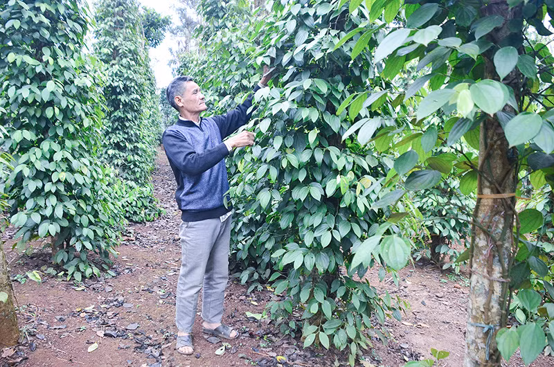 Le poivre de Quang Tri répond aux normes des marchés américain et européen ảnh 1