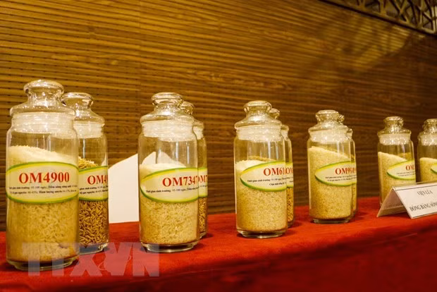 Les entreprises de Hong Kong cherchent à importer du riz de Can Tho ảnh 1