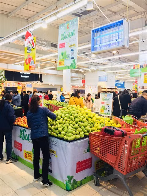 Big C pousse la consommation des chayottes cultivées dans le sable de Nghê An ảnh 1