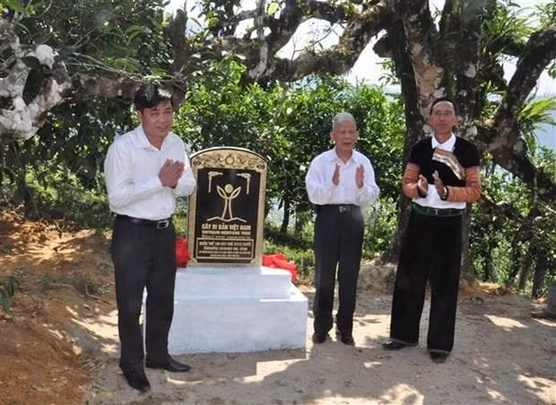 Des théiers anciens shan tuyet d’Yen Bai reconnus "arbres du patrimoine vietnamien" ảnh 1