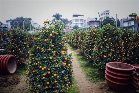 À la découverte d’un jardin de kumquats au village de Tu Liên ảnh 1