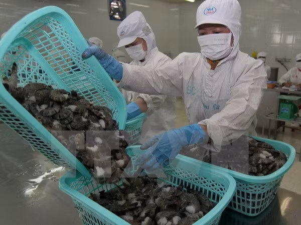 Japon, le plus grand importateur de crevettes du Vietnam ảnh 1