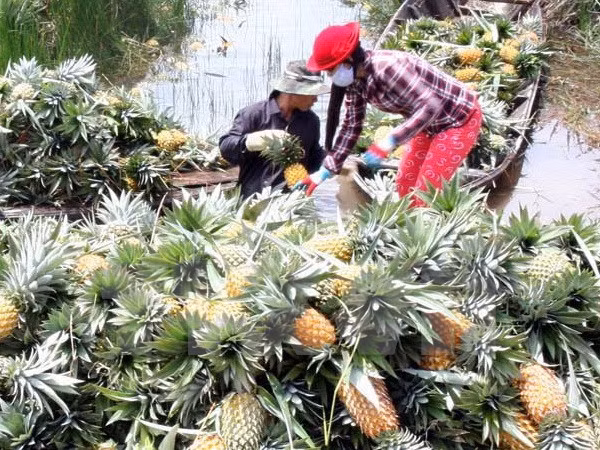Agriculture: la R. de Corée cherche des opportunités d'investissement à Hau Giang ảnh 1