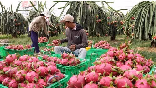 Exportations nationales de fruits et légumes de 934 millions d’USD au 1er trimestre ảnh 1