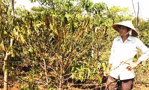 La sécheresse sévit au Tây Nguyên, les agriculteurs sur le qui-vive ảnh 2