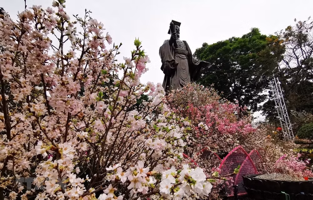 Quelque 20.000 branches de cerisier en fleurs illuminent le centre-ville de Hanoï ảnh 1