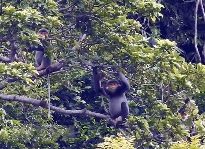 Quang Nam créera une zone de protection de primates en voie de disparition ảnh 1