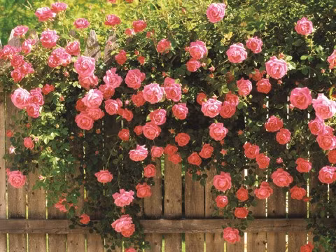Prolonger la vie des fleurs ảnh 1
