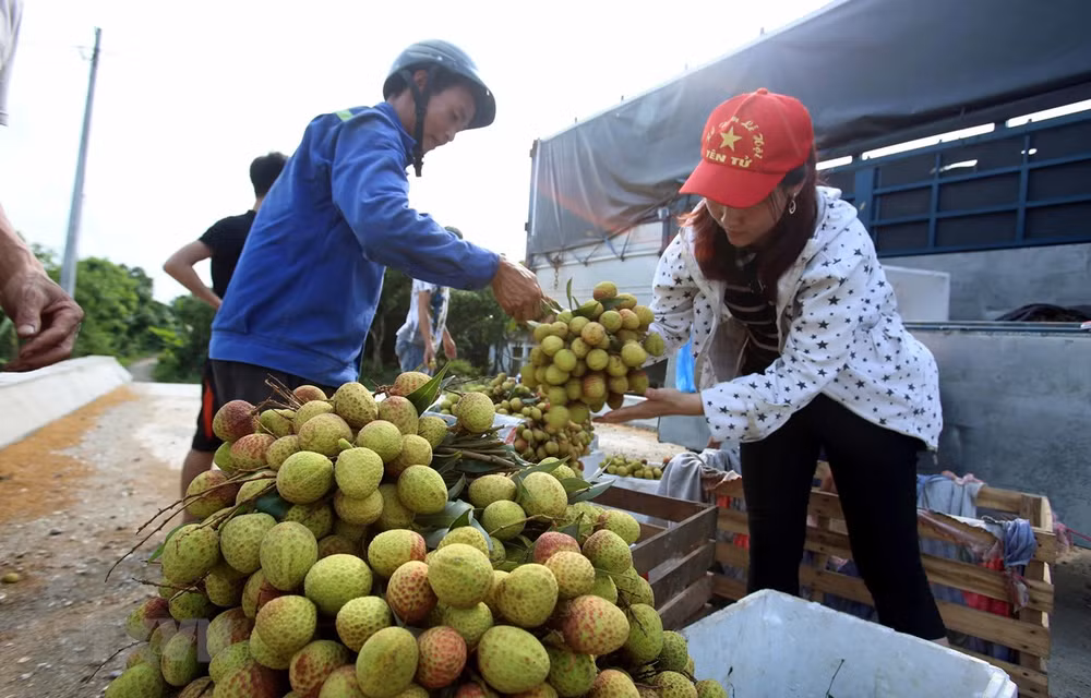 Exportation plus de 13.000 tonnes de litchis frais via la porte frontalière de Tan Thanh ảnh 1