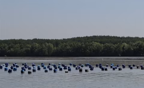 Cân Gio et ses richesses maritimes ảnh 2