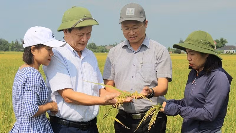 Le Vietnam passe à l'agriculture verte ảnh 2