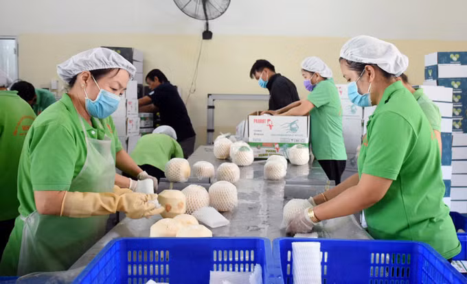 Les États-Unis délivrent un "visa" pour la noix de coco vietnamien ảnh 1