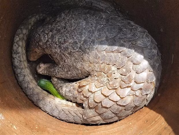Un pangolin sauvage sera remis au parc national U Minh Ha ảnh 1