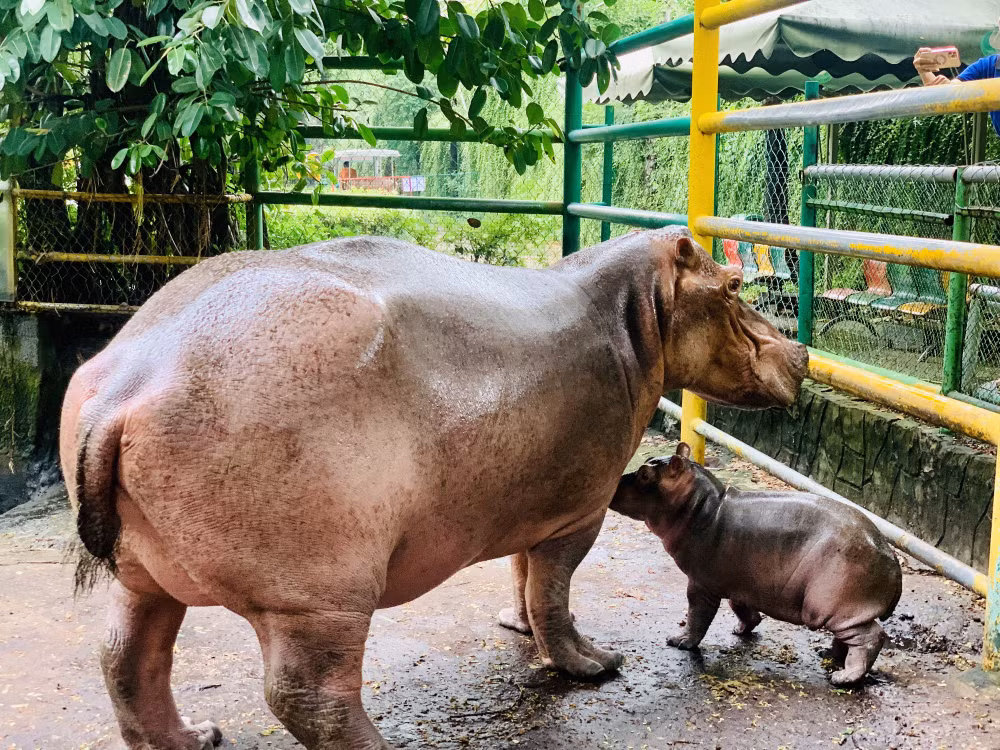 Hô Chi Minh-Ville: une femelle hippopotame a donné naissance à un adorable bébé ảnh 1