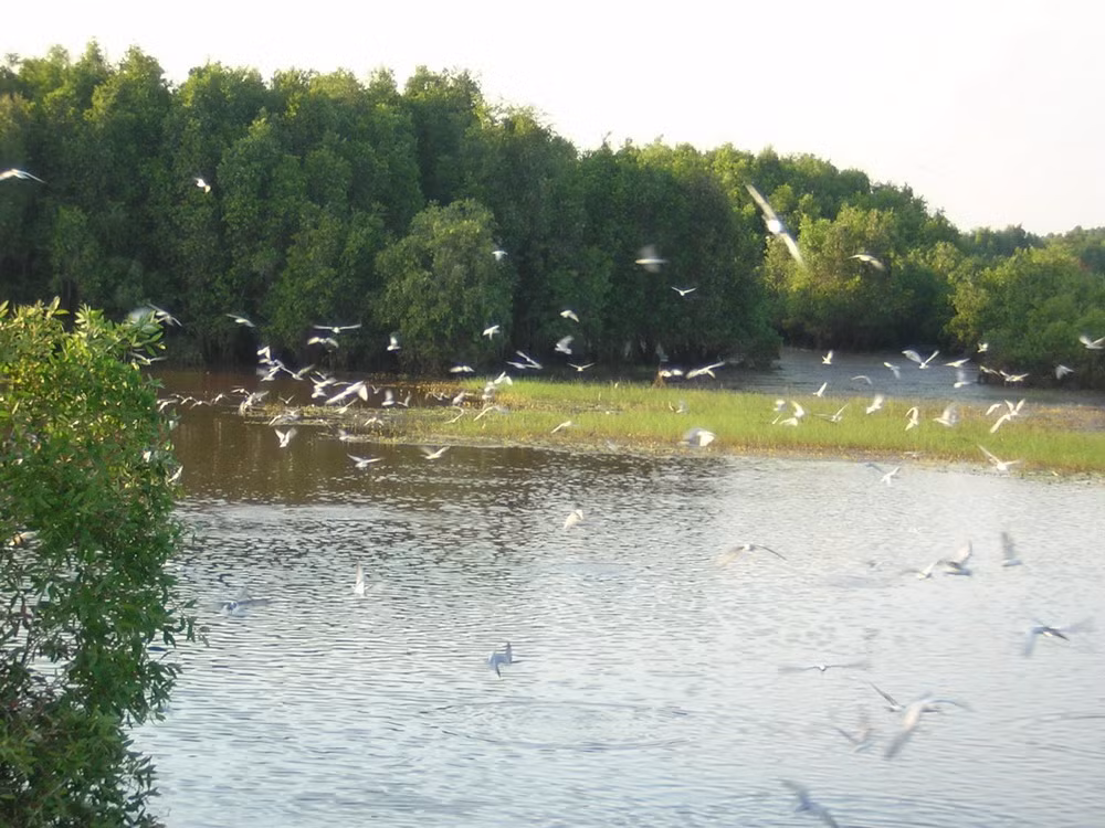 Début de la fête touristique Dông Thap-Tràm Chim 2015 ảnh 1