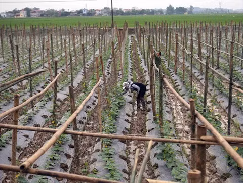 La province de Thanh Hoa en route vers la nouvelle ruralité ảnh 2