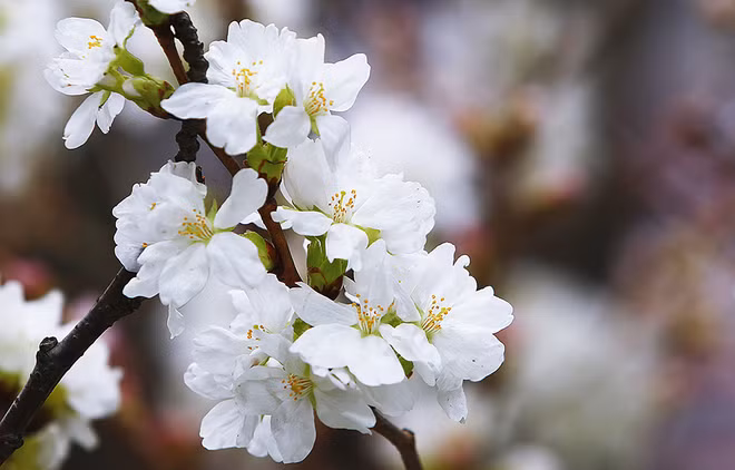 Fête des cerisiers en fleurs à Hanoï, symbole de l'amitié Vietnam-Japon ảnh 3