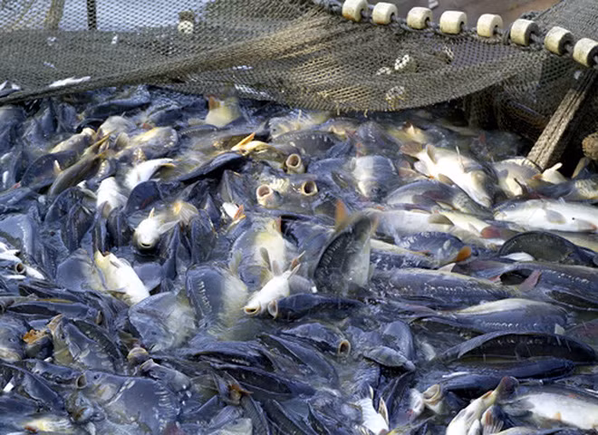 La Chine, marché prometteur pour le pangasius vietnamien en 2017 ảnh 1