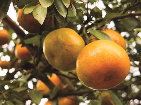 Dông Tháp, terre fertile pour l’essor de l’agriculture ảnh 1