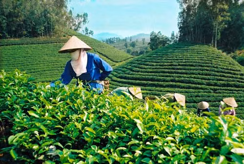 Le Vietnam, 5e exportateur de thé du monde ảnh 1