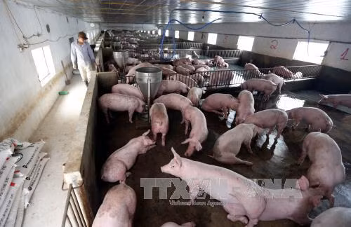 Le secteur de l'élevage, entre opportunités et défis du CPTPP ảnh 1