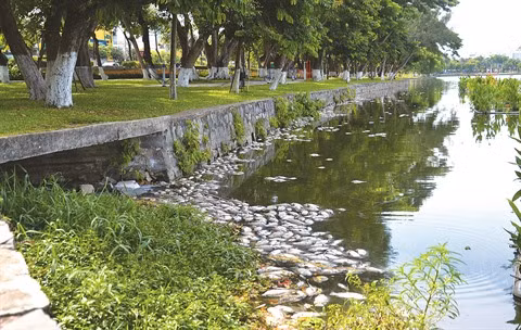 Dà Nang cherche à sauver ses plans d’eau ảnh 1