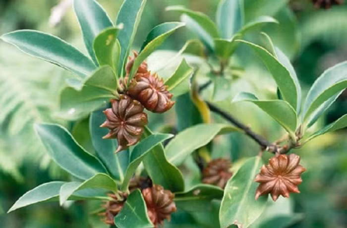 Vers un développement durable des filières de la cannelle et de l’anis étoilé ảnh 1