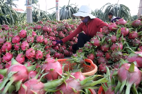 Les exportations vietnamiennes de fruits et légumes poursuivent sur leur lancée ảnh 1