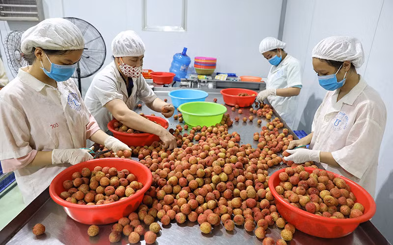 La promotion des exportations de fruits vietnamiens au menu d’un séminaire à Ho Chi Minh-Ville ảnh 1
