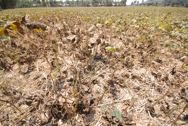 Delta du Mékong: lutte contre la sécheresse et la pénétration des eaux salées ảnh 2