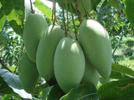 Elargissement des débouchés pour les fruits vietnamiens ảnh 1