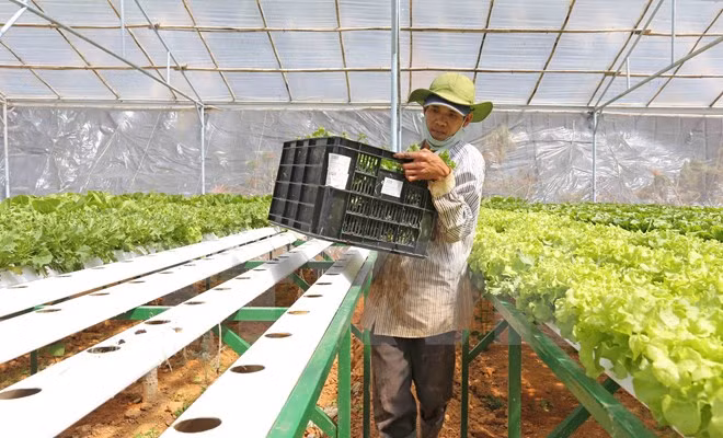 Ha Nam: une compagnie japonaise envisage d’investir dans la production de légumes bio ảnh 1