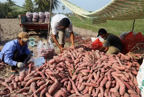 La lutte contre la pauvreté, grande cause nationale ảnh 1