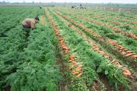 Opportunités d’export de carottes de Bac Ninh à Taïwan (Chine) et au Japon ảnh 1