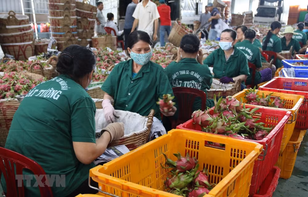 Bon début d'année pour Tien Giang en matière d'exportation ảnh 2