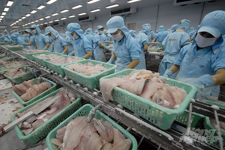 Les exportations de pangasius vers la Russie augmentent à nouveau fortement ảnh 1