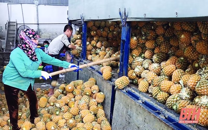 Thanh Hoa incite les entreprises à investir dans la transformation des fruits et légumes ảnh 1