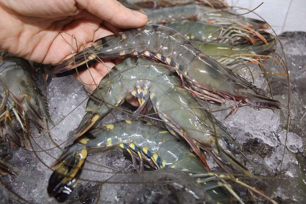 Les exportations de crevettes vers l'Australie multipliées par 1,6 fois ảnh 1