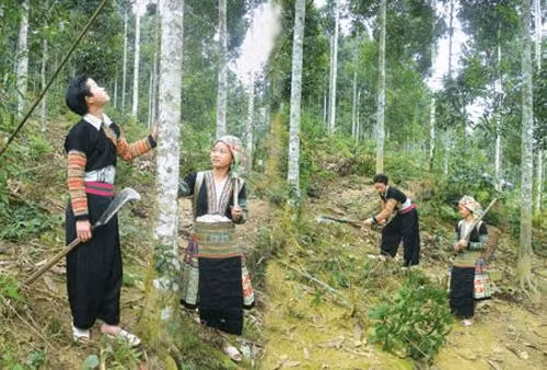 Développer l’économique forestière dans les zones montagneuses et peuplées d'ethnies minoritaires ảnh 1