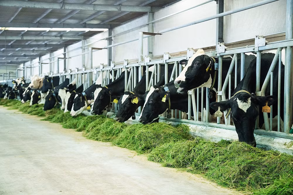 Les exportations de produits de l'élevage progressent de 44% en 5 mois ảnh 1