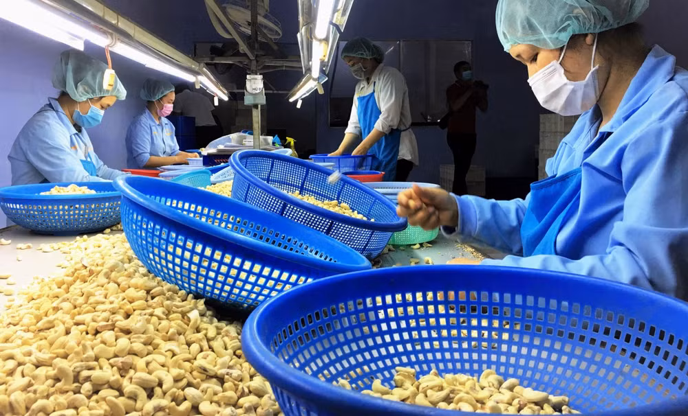 La noix de cajou vietnamienne augmente sa part de marché en Russie ảnh 1