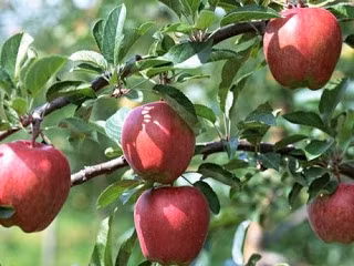 Signature d’un accord d’exportation de pommes polonaises vers le Vietnam ảnh 1