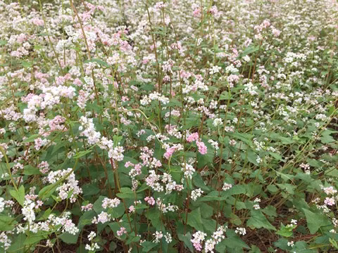 Champ de fleurs de sarrasin en banlieue de Hanoï ảnh 1